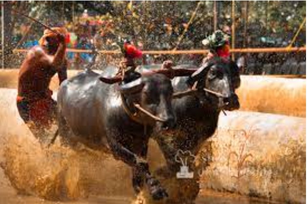 ಕಂಬಳ ಪರ ಸುಪ್ರೀಂ ಕೋರ್ಟ್ ತೀರ್ಪು; 12 ವರ್ಷಗಳ ಹೋರಾಟಕ್ಕೆ ಸಂದ ಜಯ: ಅಶೋಕ್‌ ಕುಮಾರ್ ರೈ