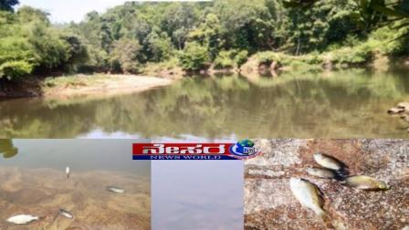 ನದಿ ನೀರಿಗೆ ವಿಷಪ್ರಾಶನ – ಮೀನುಗಳ ಮಾರಣ ಹೋಮ