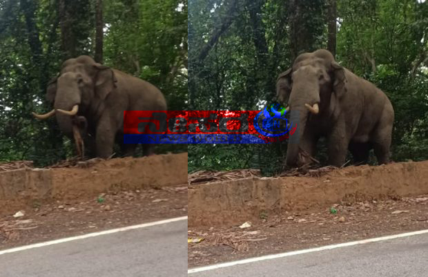 ಚಾರ್ಮಾಡಿ ಘಾಟಿಯಲ್ಲಿ ಭಯ ಹುಟ್ಟಿಸಿದ ಒಂಟಿ ಸಲಗ: ಕೆಲ ಹೊತ್ತು ಟ್ರಾಫಿಕ್ ಜಾಮ್