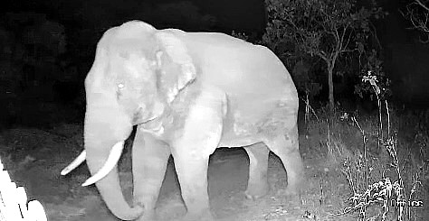 ಕೊಕ್ಕಡ: ಕಾಡಾನೆ ದಾಳಿ: ಗೇಟ್ ಧ್ವಂಸ, ಕೃಷಿ ತೋಟಗಳಿಗೆ ಹಾನಿ – ಗ್ರಾಮಸ್ಥರಲ್ಲಿ ಆತಂಕ
