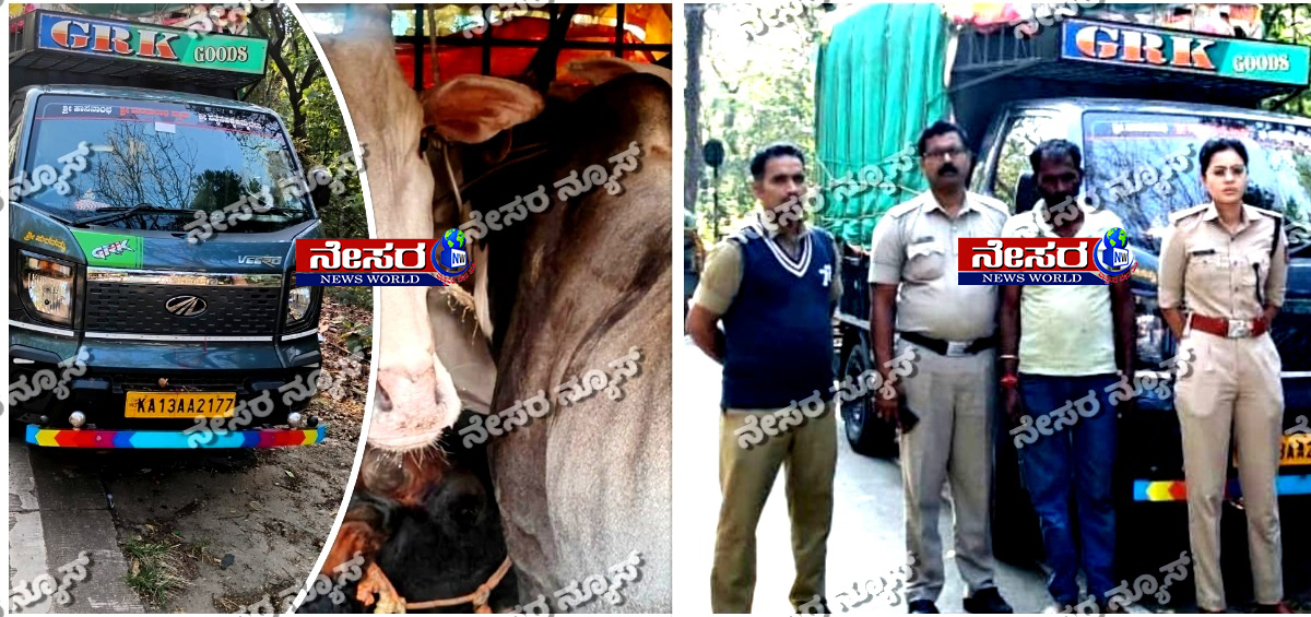 ಶಿರಾಡಿ ಗುಂಡ್ಯ ಚೆಕ್ ಪೋಸ್ಟ್‌ನಲ್ಲಿ ಅಕ್ರಮವಾಗಿ ಜಾನುವಾರು ಸಾಗಾಟ ಪತ್ತೆ – 4 ಹೋರಿಗಳ ರಕ್ಷಣೆ, ಟೆಂಪೋ ವಶಕ್ಕೆ