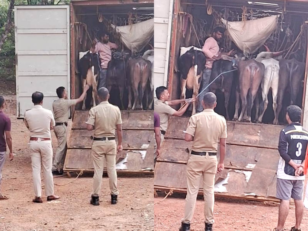 Kadaba | ಕಂಟೈನರ್ನಲ್ಲಿ ಅಕ್ರಮ ಜಾನುವಾರು ಸಾಗಾಟ: ಓರ್ವನ ಬಂಧನ