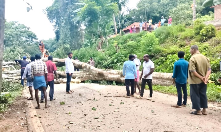 ಪಡುಬೆಟ್ಟು: ಅಪಾಯಕಾರಿ ಮರಗಳ ತೆರವು: ಸಂಭವನೀಯ ಅನಾಹುತ ತಪ್ಪಿಸಿದ ಇಲಾಖೆ