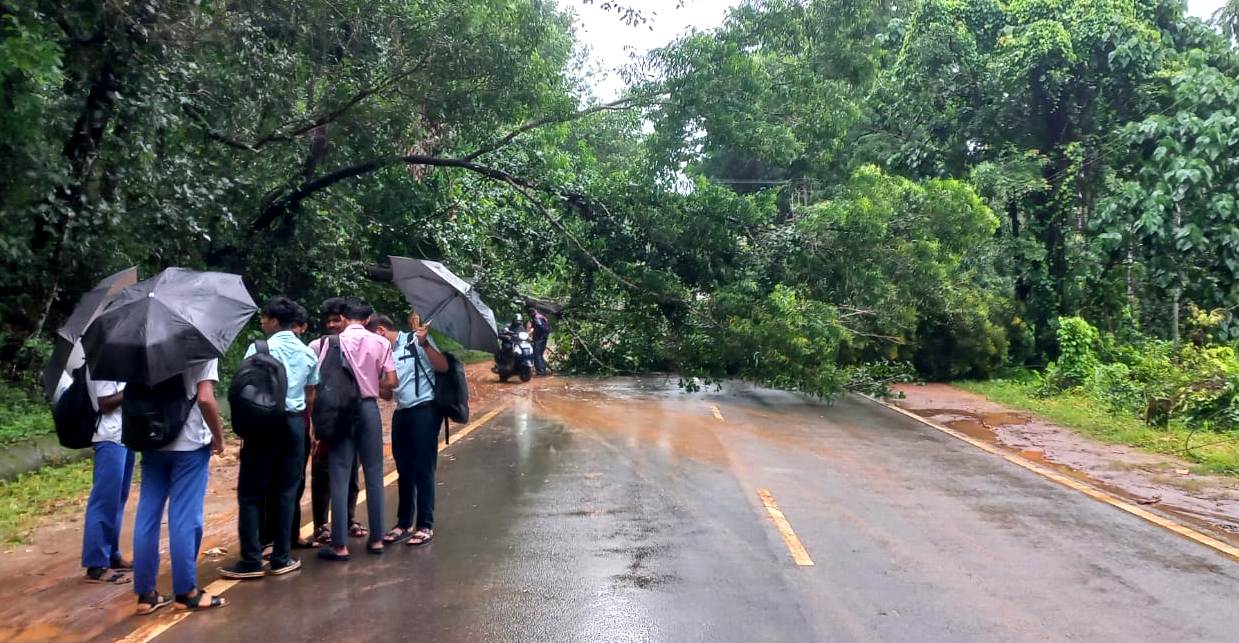 ವಿಟ್ಲ: ಭಾರೀ ಗಾಳಿ–ಮಳೆಗೆ ಮಾಣಿ–ಮೈಸೂರು ರಸ್ತೆಗೆ ಬೃಹತ್ ಮರ ಉರುಳಿ; ಸಂಚಾರ ಅಸ್ತವ್ಯಸ್ತ