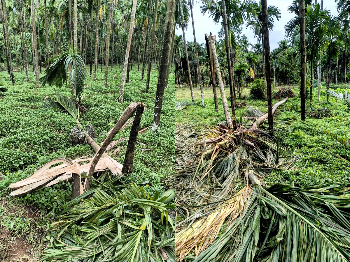 ಕೊಕ್ಕಡ: ಕಾಪಿನಬಾಗಿಲು ಪರಿಸರದಲ್ಲಿ ಮತ್ತೆ ಕೃಷಿ ತೋಟಗಳಿಗೆ ಕಾಡಾನೆ–ಕಾಡುಕೋಣಗಳ ಹಾವಳಿ