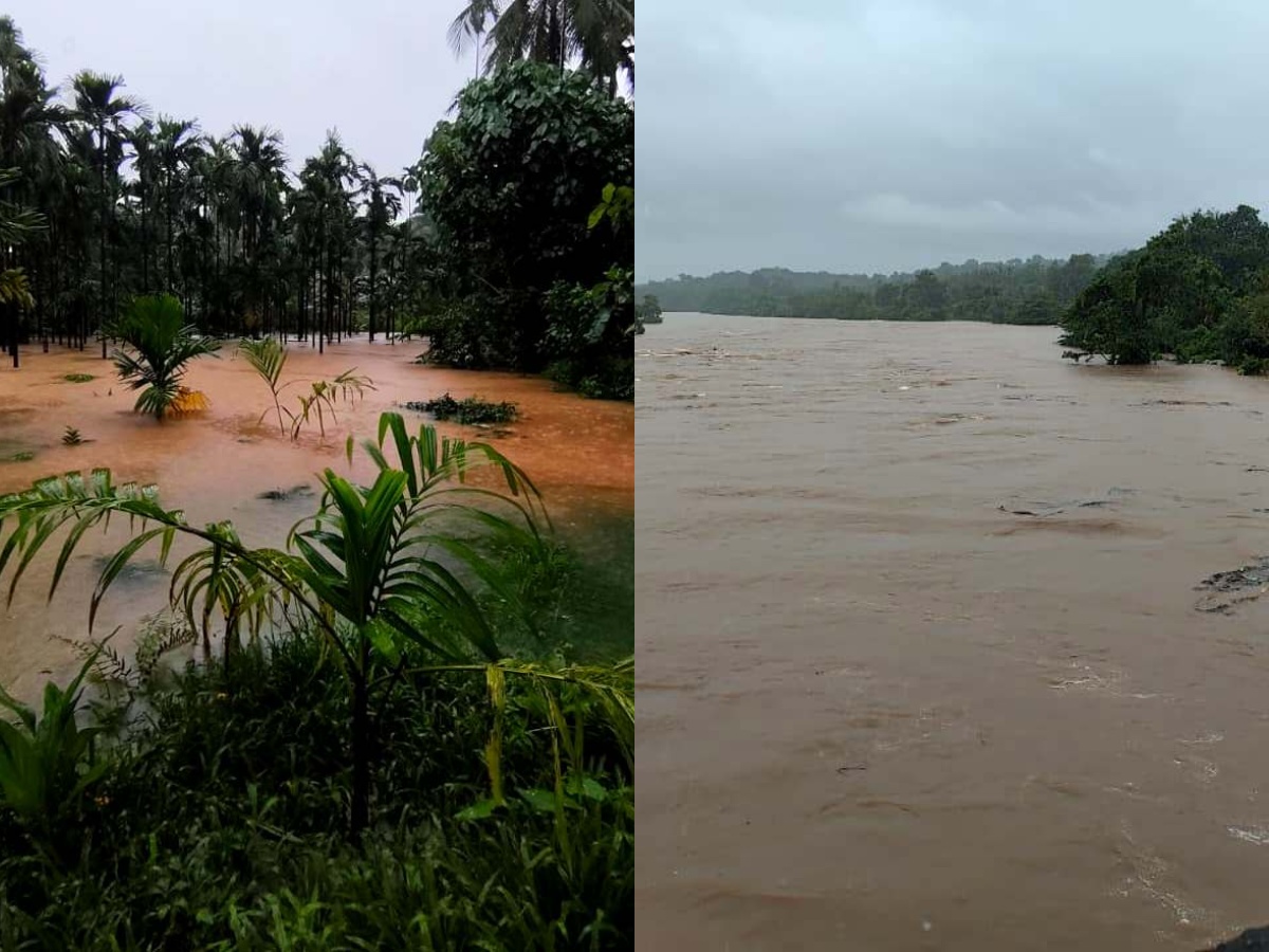 ನೆಲ್ಯಾಡಿ: ಧಾರಾಕಾರ ಮಳೆಗೆ: ಗುಂಡ್ಯಹೊಳೆ ಪ್ರವಾಹ, ಕೃಷಿಭೂಮಿ ಜಲಾವೃತ