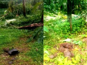 ನಿಡ್ಲೆ: ತೋಟಕ್ಕೆ ನುಗ್ಗಿದ ಕಾಡಾನೆ; ಬಾಳೆ, ಅಡಿಕೆ ಗಿಡಗಳಿಗೆ ಹಾನಿ