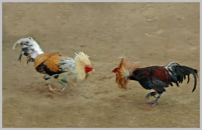 ಪಟ್ರಮೆ : ಕೋಳಿ ಅಂಕಕ್ಕೆ ಪೊಲೀಸ್ ದಾಳಿ