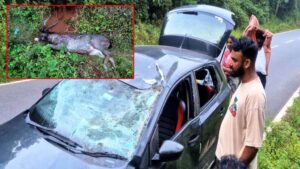 ಗುಂಡ್ಯ: ಚಲಿಸುತ್ತಿದ್ದ ಕಾರಿಗೆ ಕಡವೆ ಡಿಕ್ಕಿ: ಸ್ಥಳದಲ್ಲೇ ಸಾವು; ಪ್ರಯಾಣಿಕರು ಪ್ರಾಣಾಪಾಯದಿಂದ ಪಾರು